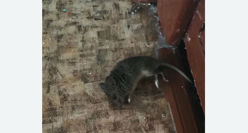 Дезинфекция от мышей в Макарове